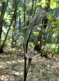Limodorum trabutianum